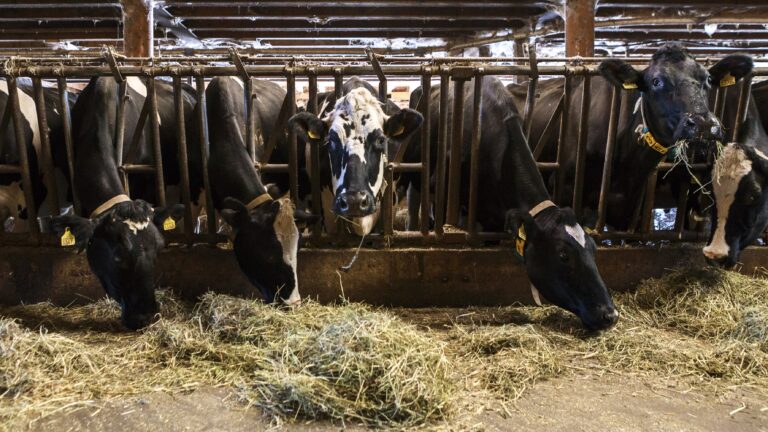10_Alexandre_Caille-Agribat-9_déc_2025-Photo_c_Sébastien_Monachon_8Y2A0645-min