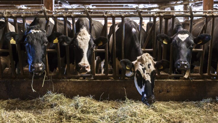 11_Alexandre_Caille-Agribat-9_déc_2025-Photo_c_Sébastien_Monachon_8Y2A0650-min