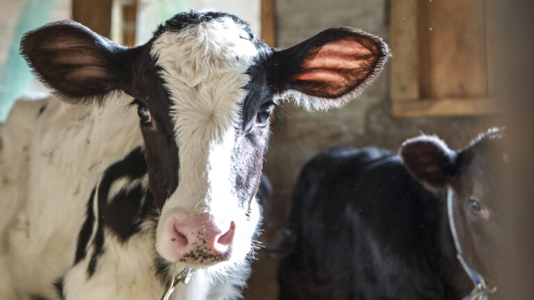 27_Alexandre_Caille-Agribat-9_déc_2025-Photo_c_Sébastien_Monachon_8Y2A0792-min