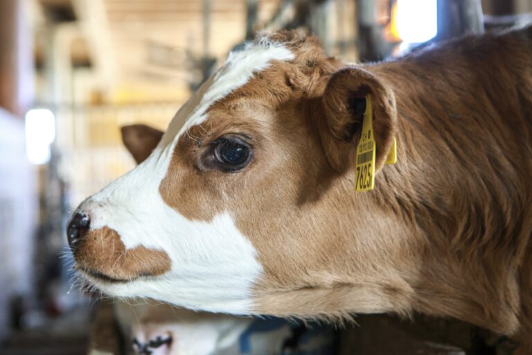 28_Alexandre_Caille-Agribat-9_déc_2025-Photo_c_Sébastien_Monachon_8Y2A0818-min