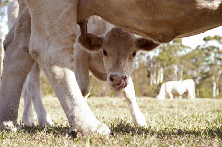 Calf enjoying the milk